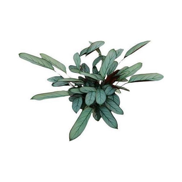 Bamburanta Ctenanthe Oppenheimiana - 70 Cm Di Altezza - Ø17 Cm - Pianta D'appartamento Tropicale Con Foglie A Motivi - Purificante E Decorativa - Facile Da Curare Per Soggiorno, Ufficio E Interni-image