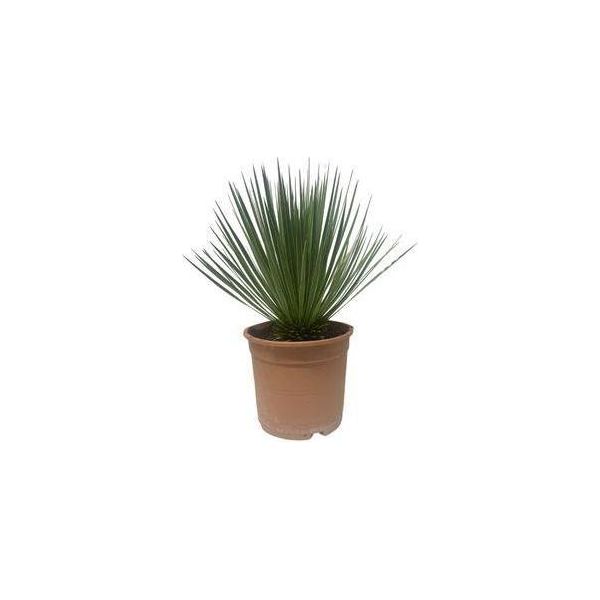 Yucca Rostrata Giglio Di Palma - Pianta Da Appartamento 60Cm - Ø24Cm - Robusta, Resistente - Foglie Strette Di Colore Blu Argentato - Facile Da Curare E Tollerante Alla Siccità-image