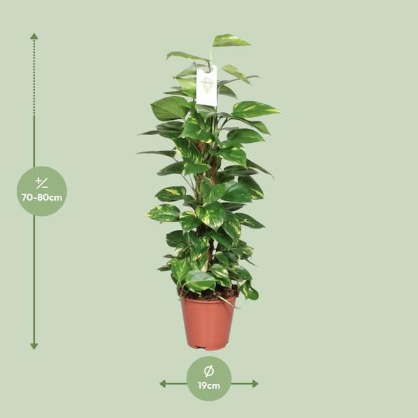 Pianta Di Edera Epipremnum Scindapsus Pinnatum - Edera Dorata Su Bastoncino Di Muschio - Ø19Cm - ↕80Cm - Pianta D'appartamento Che Purifica L'aria Con Foglie A Forma Di Cuore - Facile Da Curare E Decorativa - Per Soggiorno E Ufficio-image