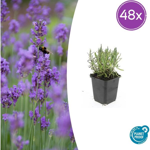 Lavanda Lavandula Angustifolia 'Munstead' - 48 Piante - ↕10-25 Cm - Ø9 Cm - Lavanda Compatta - Resistente E Facile Da Curare - Amante Delle Api - Stile Mediterraneo-image