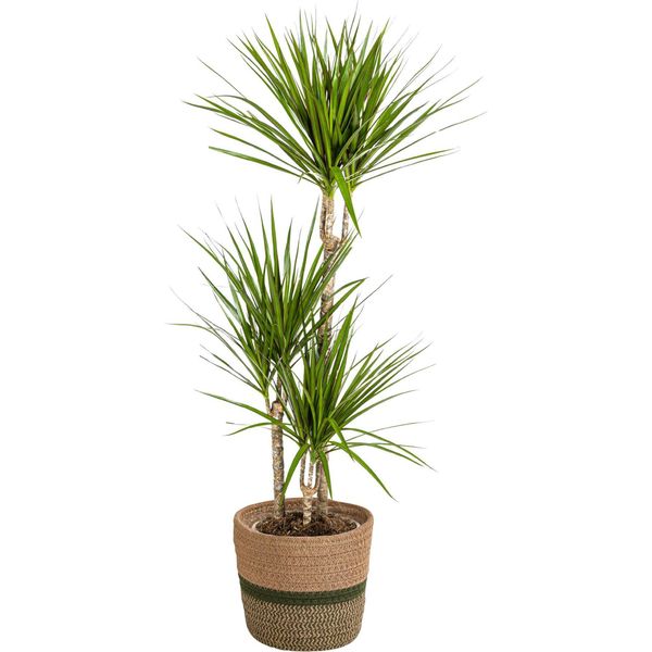 Dracaena Marginata Verde Con Cesto - Altezza 110-130Cm - Ø21Cm - Elegante Pianta D'appartamento Con Foglie Strette E Verdi - Facile Da Curare E Purificante Dell'aria Per Soggiorno E Ufficio-image