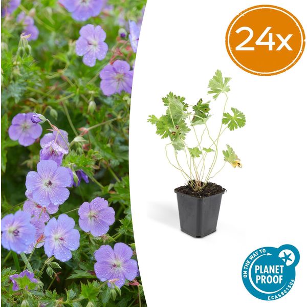 Geranium Rozanne - Coprisuolo Fiorito - 24 Piante - ↕10-25Cm - Ø9Cm - Fioritura Duratura Da Maggio All'autunno - Facile Da Curare E Resistente - Per Aiuole, Bordure E Contenitori-image