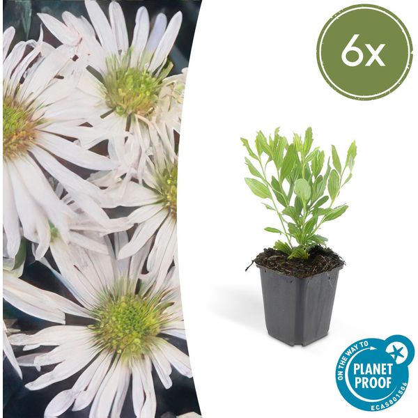 Aster Selvatico Aster Ageratoides 'Ashvi' - ↕10-25Cm - Ø9Cm - 6 Piante - Fioritura Autunnale Bianca - Facile Da Curare - Sole-image