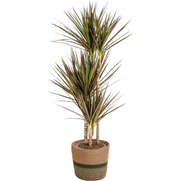 Dracaena Marginata Magenta Con Cesto - Altezza 110-130Cm - Ø21Cm - Pianta D'appartamento Esotica Con Foglie Rosse - Facile Da Curare E Purificante Dell'aria - Ideale Per Soggiorno E Ufficio-image