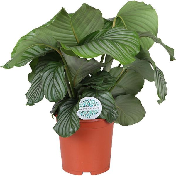 Calathea Orbifolia - Cesto Marant - Ø21Cm - ↕70Cm - Pianta D'appartamento Tropicale Con Grandi Foglie Verde-Argento - Pianta Che Purifica L'aria - Per Interni In Penombra-image