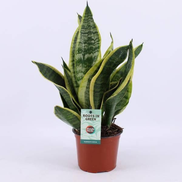 Canapa A Fiocco Sansevieria Futura Superba - Ø12Cm - Altezza 35Cm - Robusta E Facile Da Curare - Pianta Da Appartamento Per Casa E Ufficio-image