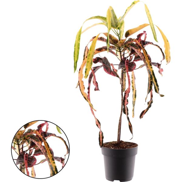 Croton Dreadlock - Altezza 70 Cm - Ø 19 Cm - Pianta D'appartamento Esotica Con Fogliame Colorato E Contorto - Pianta Ornamentale Di Facile Manutenzione Per Soggiorno, Ufficio E Giardino D'inverno-image