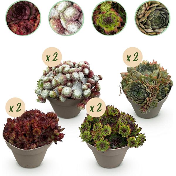 Tappeto Erboso Sempervivum Big Sam - 8 Piante - Resistente - Vari Colori - Aiuola Di Facile Manutenzione Per Aiuole, Giardini Rocciosi, Balconi E Terrazze - Ø14Cm H17Cm-image
