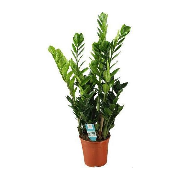 Zamioculcas Piuma Fortunata - Pianta D'appartamento - Ø21Cm - Altezza Circa 100Cm - Purificante Dell'aria E Facile Da Curare - Per Ambienti Interni Semi-Ombreggiati-image