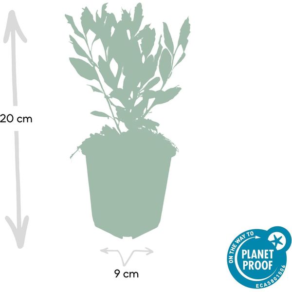 Aster Ageratoides 'Ashvi' - Robusto Aster Autunnale - 48 Piante - Fiori Bianchi - Ø9Cm - ↕10-25Cm - Soleggiato - Facile Da Curare - Tollera La Potatura-image