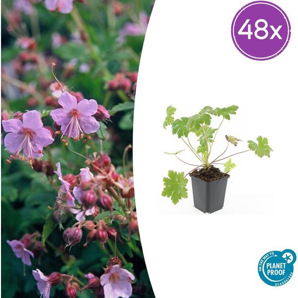 Geranium Macrorrhizum 'Ingwersen's Var - 48 Piante - ↕10-25Cm - Ø9Cm - Robusta Copertura Del Terreno - Fiori Rosa Tenero - Profumati - Facile Da Curare - Sole E Ombra Parziale-image