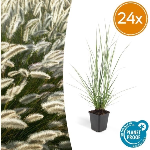 Pennisetum Alopecuroides 'Hameln' - 24 Piante - ↕10-25Cm - Ø9Cm - Erba Ornamentale - Tollerante Al Sole E All'ombra - Facile Da Curare - Aiuole E Vasi-image