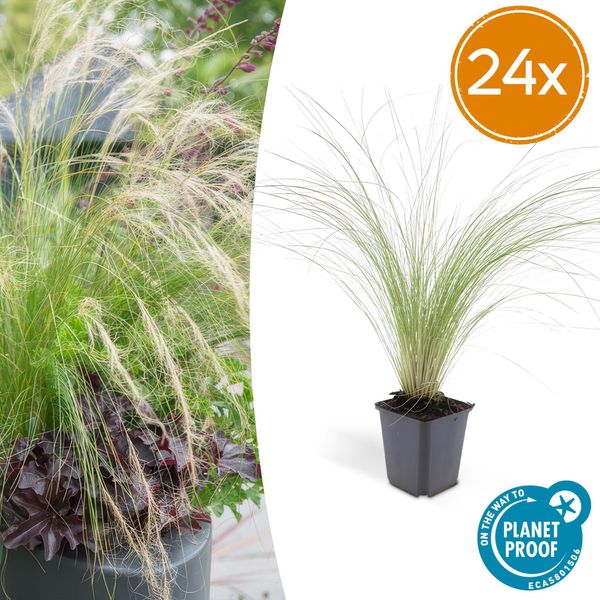 Stipa Tenuissima 'Ponytails' - 24 Piante - ↕10-25Cm - Ø9Cm - Erba Ornamentale A Pelo Fine - Ariosa E Giocosa - Sole - Facile Da Curare E Robusta-image