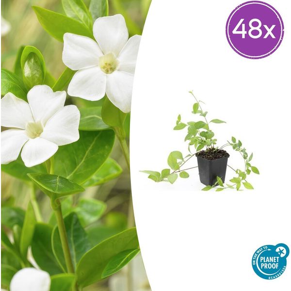 Vinca Major 'Alba', Sempreverde A Foglie Grandi - 48 Piante - ↕10-25 Cm - Ø9 Cm - Tappezzante Sempreverde Con Fiori Bianchi - Facile Da Curare E Resistente-image