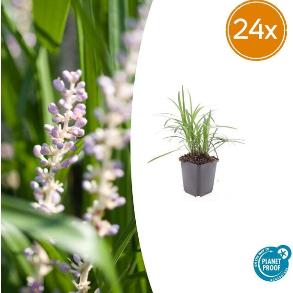 Liriope Muscari 'Monroe White' - Pianta Sempreverde Da Bordura E Tappezzante - 24 Piante - Ø9Cm X ↕10-25Cm - Fiori Bianchi - Per Sole E Ombra - Facile Da Curare E Resistente-image