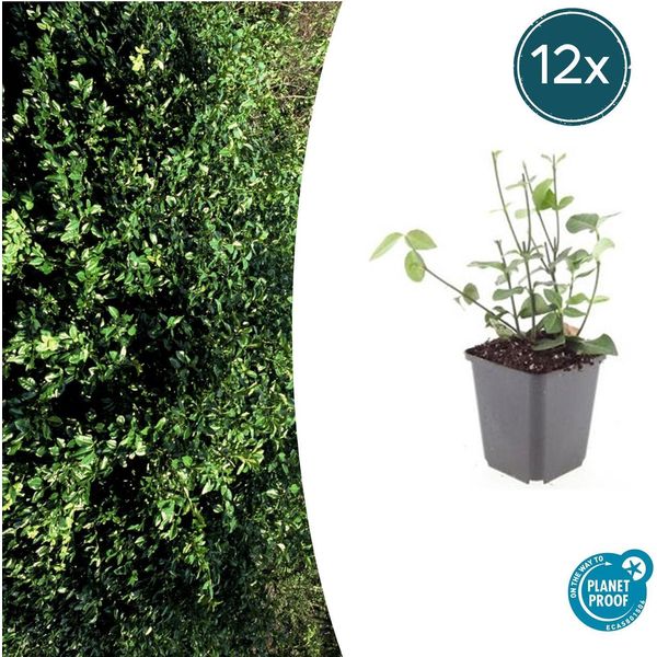 Euonymus Fortunei 'Coloratus' - ↕10-25Cm - Ø9Cm - 12 Piante - Arbusto Ornamentale Resistente Per Aiuole, Coperture Del Terreno E Siepi - Foglie Lucide E Bacche Rosa-Porpora-image