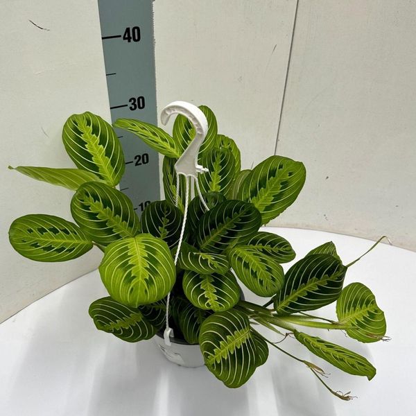 Maranta Leuconeura 'Fascinator' Lemon Lime - Pianta D'appartamento In Vaso Sospeso Ø15Cm - Altezza Circa 40Cm - Pianta Sospesa Che Purifica L'aria Con Motivo Fogliare Decorativo-image