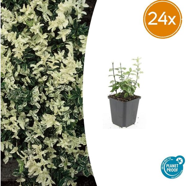 Euonymus Fortunei 'Harlequin' - Coprisuolo Variegato - 24 Piante - Ø9Cm - ↕10-25Cm - Sempreverde E Resistente-image
