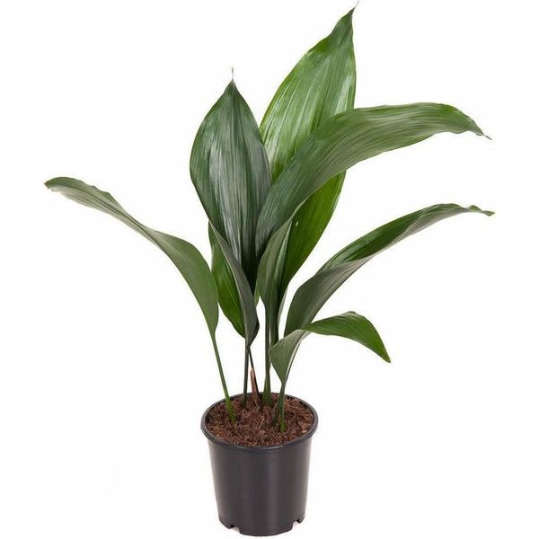 Palma Del Ciabattino Aspidistra Elatior - Pianta Da Appartamento Ø13Cm - Alta Circa 50Cm - Pianta Verde Di Facile Manutenzione Per Il Soggiorno E L'ufficio - Sempreverde E Robusta-image