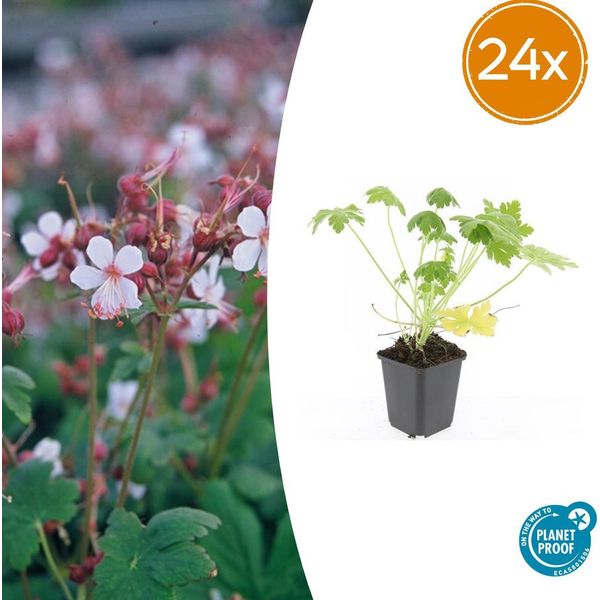 Geranium Macrorrhizum 'Spessart' - Coprisuolo - 24 Piante - Ø9Cm - ↕10-25Cm - Fioritura Bianca E Resistente - Per Sole E Ombra - Facile Da Curare E Di Lunga Durata-image