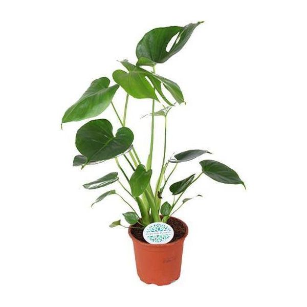 Monstera Deliciosa - Pianta D'appartamento - Ø14Cm - Altezza Circa 45Cm - Pianta Da Formaggio Svizzero Con Foglie Grandi - Pianta Della Giungla Che Purifica L'aria, Di Facile Manutenzione-image