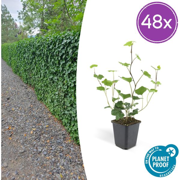 Hedera Hibernica - Edera Irlandese - 48 Piante - ↕10-25Cm - Ø9Cm - Rampicante E Coprisuolo Sempreverde - Per Siepi, Schermi Di Protezione E Inverdimento Di Aree - Resistente E Facile Da Curare-image