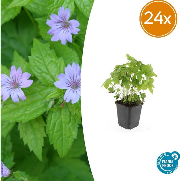 Geranium Nodosum - 24 Piante - ↕10-25Cm - Ø9Cm - Perenne Rustica - Fiori Viola Intenso - Copertura Del Terreno - Giardino D'ombra - Facile Da Curare-image