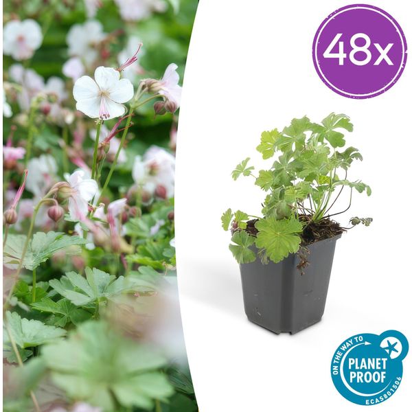 Geranium Cantabrigiense 'Biokovo' - 48 Piante - ↕10-25Cm - Ø9Cm - Tappeto Erboso A Fiore Bianco-Rosa - Resistente E Facile Da Curare-image