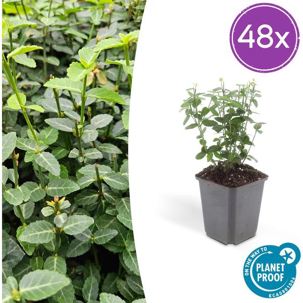 Euonymus Fortunei Radicans - Tappeto Erboso - 48 Piante - Ø9Cm - ↕10-25Cm - Sempreverde E Resistente - Per L'ombra E L'inverdimento Di Superfici-image