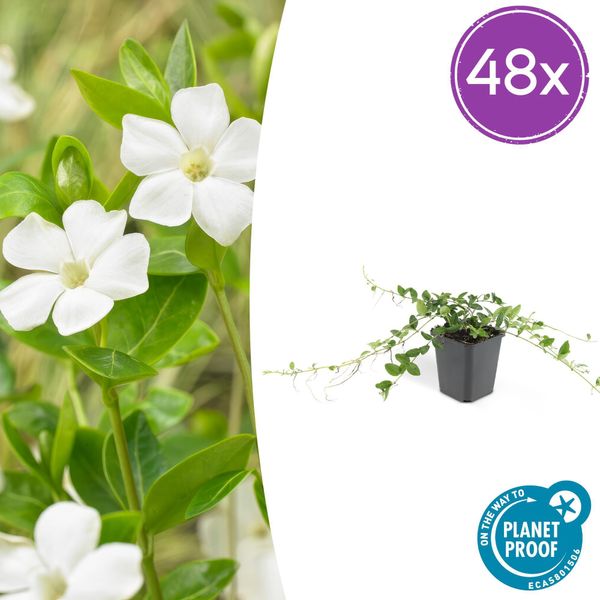 Vinca Minor 'Alba' - 48 Piante - ↕10-25Cm - Ø9Cm - Tappeto Erboso Con Fiori Bianchi - Facile Da Curare E A Crescita Rapida - Per Sole E Ombra-image