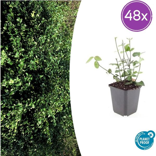 Euonymus Fortunei 'Coloratus' - Tappeto Erboso Sempreverde - 48 Piante - Fogliame Verde Intenso E Colori Autunnali - Ø9Cm - ↕10-25Cm - Resistente E Facile Da Curare-image