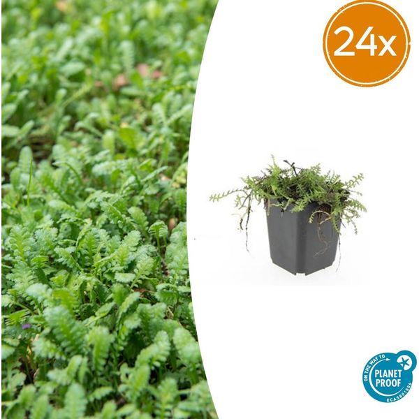 Leptinella Squalida - Tappeto Erboso - 24 Piante - Ø9Cm - ↕10-25Cm - Sempreverde E Resistente - Per L'ombra E L'umidità - Facile Da Curare E Robusto-image