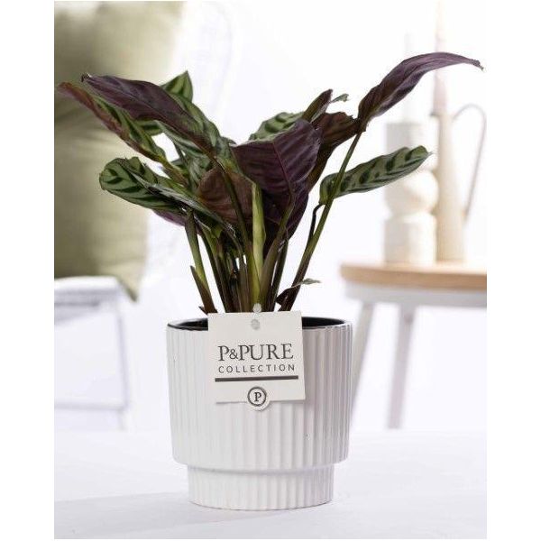 Ctenanthe Burle Marxii In Vaso Di Ceramica Bianco Lucido - Ø12Cm ↕25Cm - Pianta Da Preghiera Decorativa Con Foglie A Motivi - Facile Da Curare E Purificante Dell'aria - Elegante Pianta Da Appartamento Per Casa E Ufficio-image