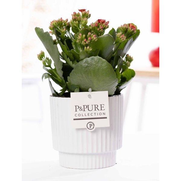 Kalanchoe Rossa In Vaso Di Ceramica Bianco Lucido - Ø12Cm ↕27Cm - Pianta Da Appartamento Fiorita Con Fiori Rossi - Facile Da Curare E Di Lunga Durata - Decorazione Elegante E Idea Regalo-image
