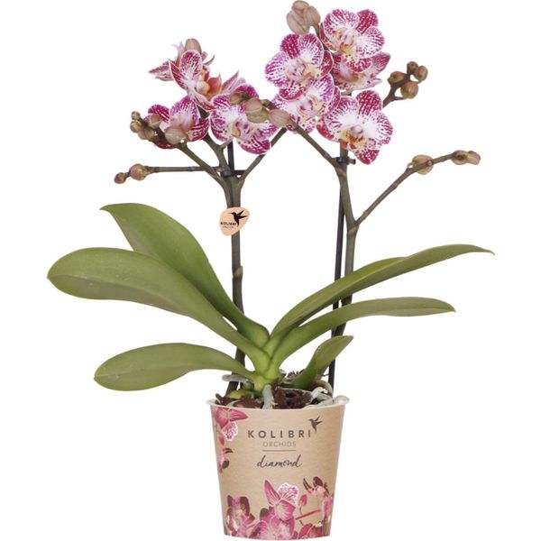 Orchidea Phalaenopsis Rosa-Viola – "Bora Bora"" – Ø9 Cm – Fiori Esotici – Pianta Da Appartamento Fiorita Con 2-3 Germogli – Orchidea Decorativa E Idea Regalo"-image