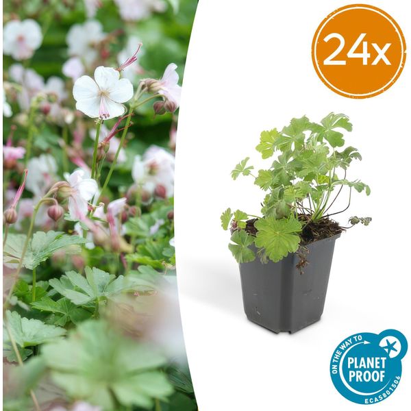 Geranium Cantabrigiense 'Biokovo' - 24 Piante - ↕10-25Cm - Ø9Cm - Tappezzante Con Fiori Bianco-Rosa - Resistente E Facile Da Curare - Per Aiuole E Bordure-image