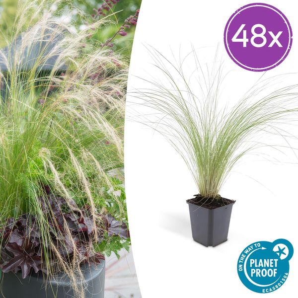 Stipa Tenuissima 'Ponytails' - 48 Piante - ↕10-25Cm - Ø9Cm - Erba Ornamentale - A Pelo Fine E Arioso - Sole - Facile Da Curare - Per Giardino E Aiuole-image