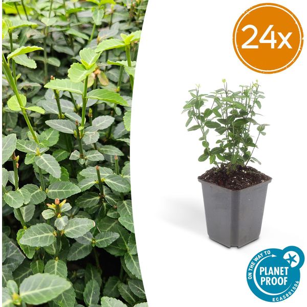 Euonymus Fortunei Radicans - Copertura Del Terreno - 24 Piante - Ø9Cm - ↕10-25Cm - Sempreverde E Resistente - Per L'inverdimento Dell'ombra E Delle Facciate-image