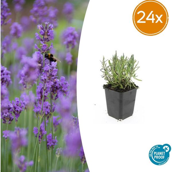 Lavandula Angustifolia 'Munstead' - 24 Piante - ↕10-25 Cm - Ø9 Cm - Fiori Di Colore Viola Intenso - Stile Mediterraneo - Lavanda Rustica Di Facile Manutenzione-image