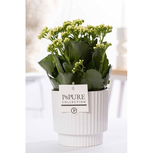 Kalanchoe Bianca In Vaso Di Ceramica Verde - Ø12Cm ↕27Cm - Pianta Da Appartamento Fiorita Con Fiori Bianchi - Facile Da Curare E Resistente - Decorazione Elegante Per Casa E Ufficio-image