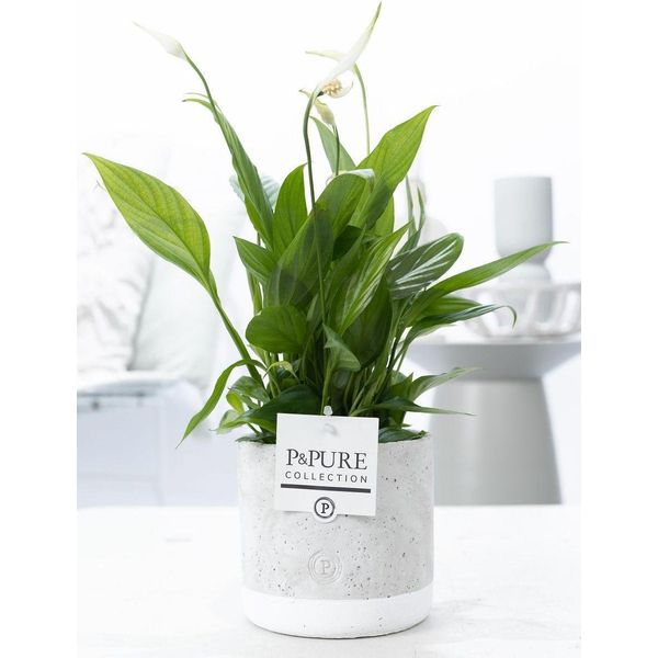 Spathiphyllum In Vaso Di Ceramica - Giglio Della Pace - Ø12Cm ↕35Cm - Foglia Singola Con Fiori Bianchi - Pianta D'appartamento Che Purifica L'aria - Facile Da Curare Ed Elegante Per Soggiorno, Ufficio E Camera Da Letto-image