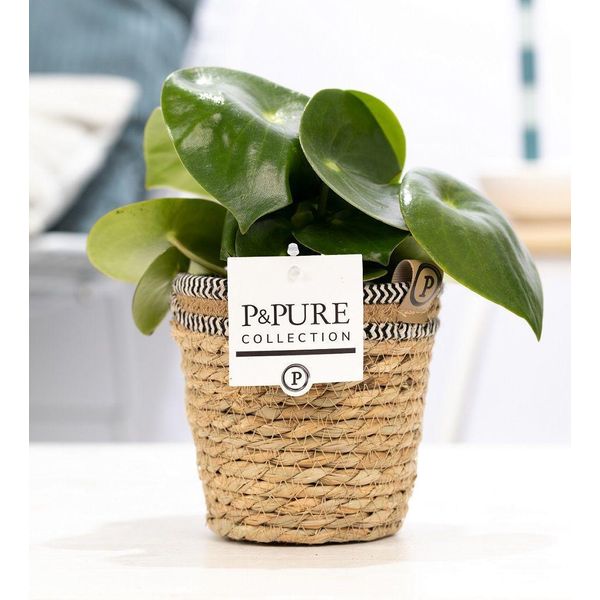 Peperomia Raindrop Nana In Cesto Ø12Cm ↕25Cm - Pianta Da Appartamento In Cesto Di Rattan Naturale - Foglie A Forma Di Goccia - Facile Da Curare E Decorativa - Ideale Per Soggiorno, Ufficio E Interni Boho-image