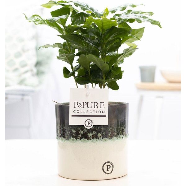 Coffea Arabica In Vaso Di Ceramica - Ø12Cm ↕20Cm - Nobile Pianta Di Caffè Con Fogliame Verde Scuro E Lucente - Pianta D'appartamento Tropicale In Moderno Vaso Di Ceramica - Facile Da Curare E Decorativa Per Casa O Ufficio-image