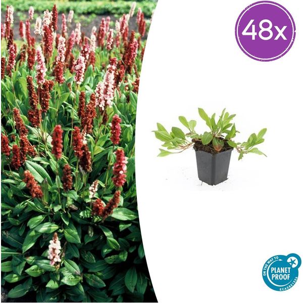 Persicaria Aff. 'Darjeeling Red' - 48 Piante - ↕10-25 Cm - Ø9 Cm - Perenne Rossa D'accento - Facile Da Curare E Tollerante Al Sole-image