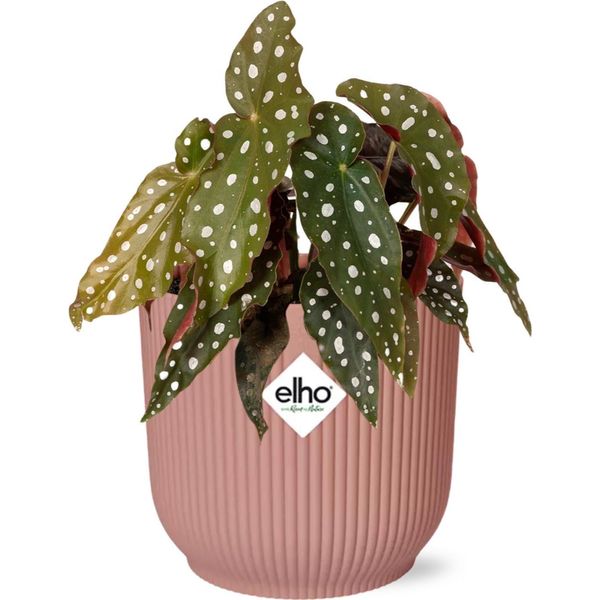 Begonia Trota - Begonia Maculata Pianta D'appartamento + Vibes Vaso Pieghevole 14Cm Rosa - Elegante Pianta Da Interno Con Puntini-image