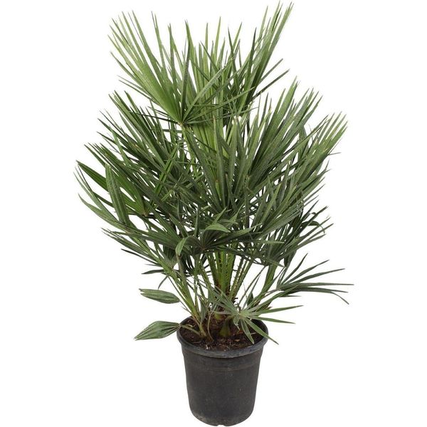 Palma Nana Verde Chamaerops Humilis - Pianta Da Appartamento 100Cm - Ø21Cm - Palma Mediterranea - Resistente - Facile Da Curare E Robusta-image
