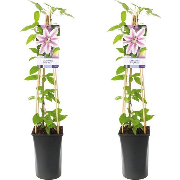 Clematis Nelly Moser - 2 Piante - Ø17Cm - Altezza 75Cm - Fiori Rosa Con Striscia Centrale Viola - Pianta Rampicante - Resistente E Facile Da Curare-image