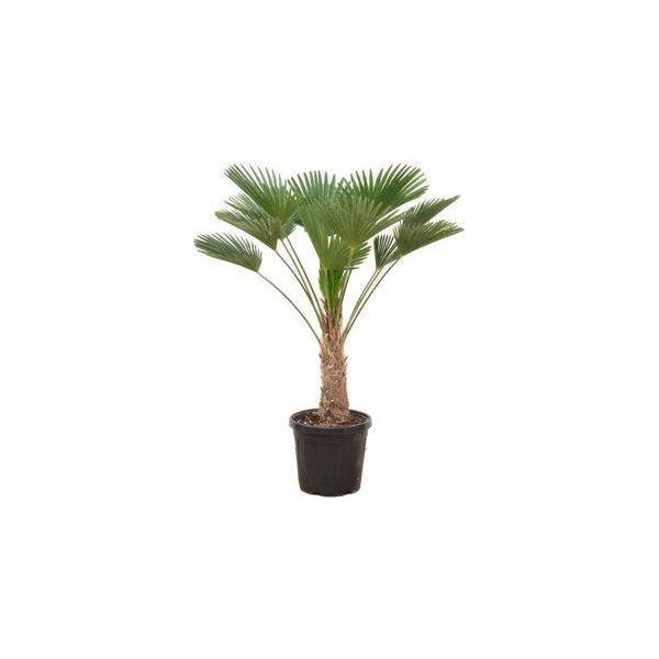 Palma Della Canapa - Trachycarpus Wagnerianus - Circa 130 Cm - Palma A Ventaglio Resistente Con Crescita Compatta - Per Il Giardino, La Terrazza E L'interno - Resistente Al Vento E Facile Da Curare-image
