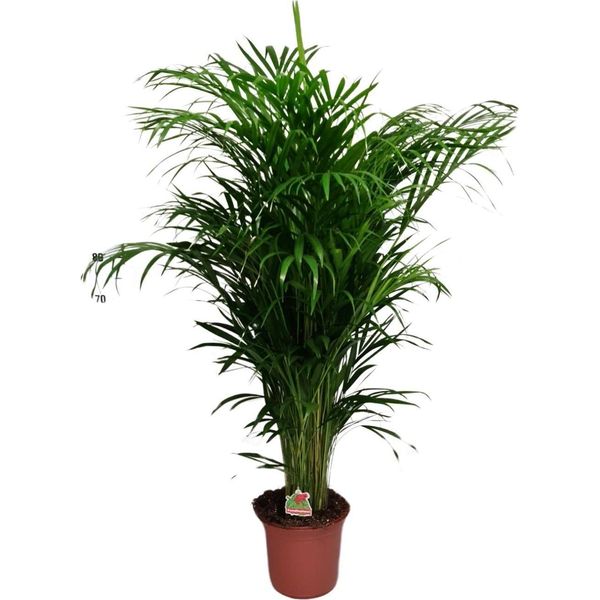 Palma Areca - Dypsis Lutescens - Pianta D'appartamento - 125 Cm - Ø24 Cm - Pianta Verde Tropicale Per Il Soggiorno, L'ufficio E Il Corridoio - Purificante Dell'aria E Facile Da Curare-image