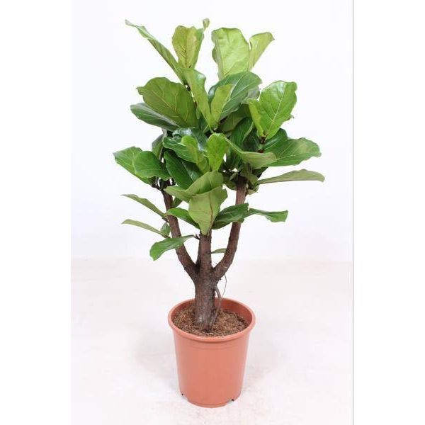 Fico Violino - Ficus Lyrata - Ø27Cm ↕120Cm - Pianta D'appartamento Tropicale Con Foglie Grandi E Lucide - Pianta Verde Facile Da Curare E Che Purifica L'aria - Per Soggiorno, Ufficio E Giardino D'inverno-image